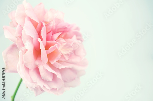 Sweet roses in soft color style for background  