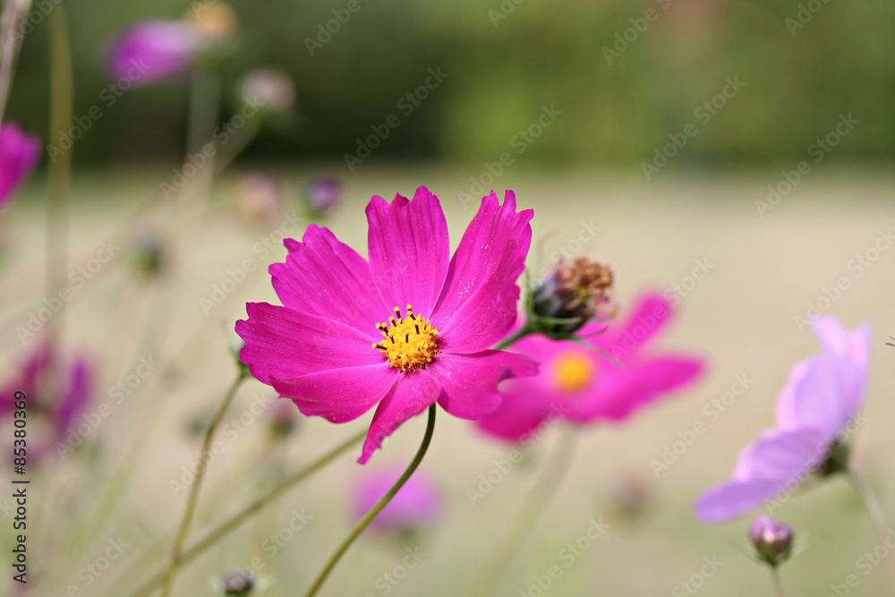 Garden cosmos (Cosmos bipinnatus) Garden cosmos (Cosmos bipinnatus)