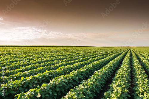 Soybean Field