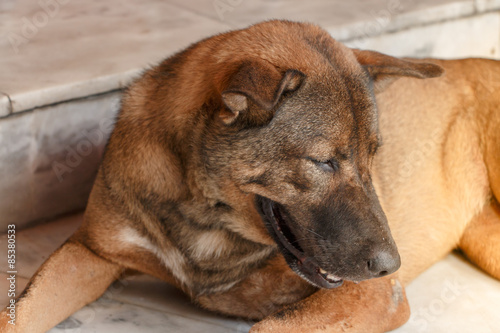 Homeless brown thai dog