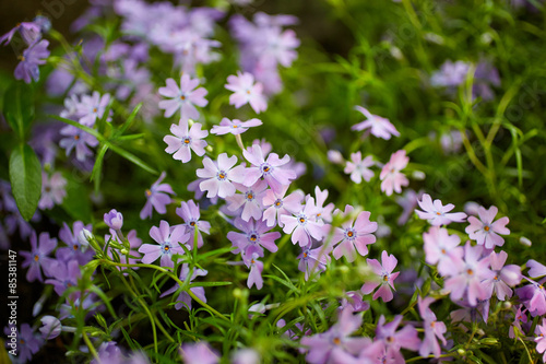 Beautiful field flowers