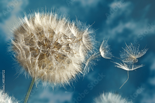Close up of dandelion spores blowing away © angelo lano