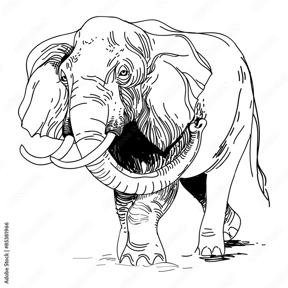 vector illustration of engraving elephant on white background