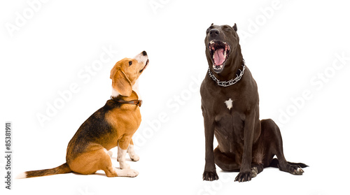Yawning Staffordshire terrier and beagle
