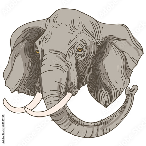 vector illustration of engraving elephants head on white backgro