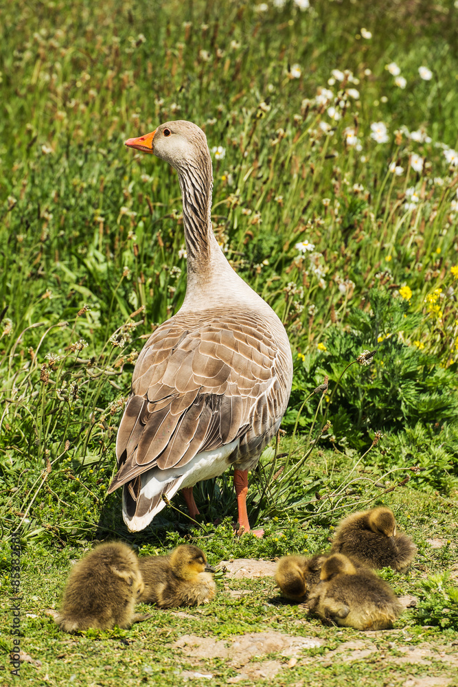 group of greylag goslings with adult goose group of greylag goslings with adult goose