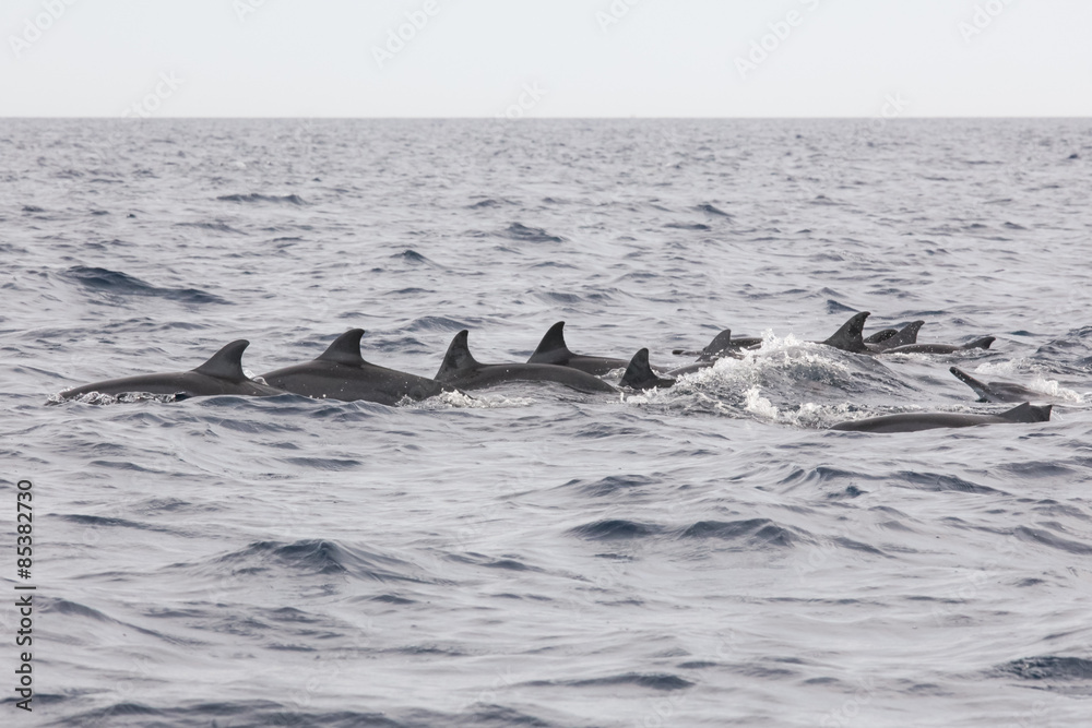Fototapeta premium Wild dolphins indonesia