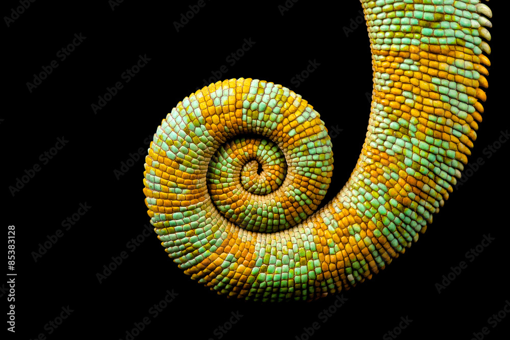 A curled up tail of a yemen chameleon isolated on a black background - obrazy, fototapety, plakaty 