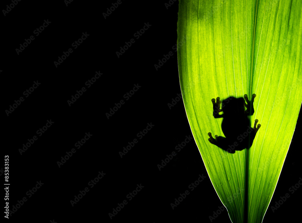 Fototapeta premium A tree frog on a backlit leaf