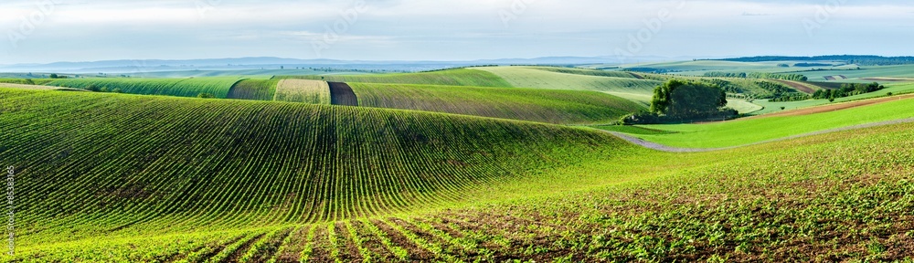 Moravian rolling landscape with trees
