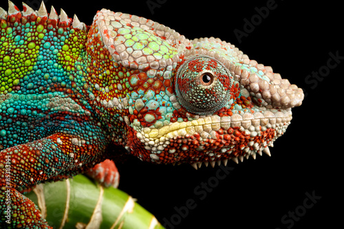 blue bar panther chameleon macro of head isolated against a black background