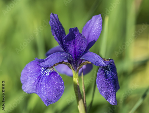 Purple iris flower photo