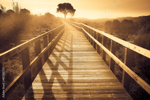 landscape of a wooden path with a tree at sunset photo