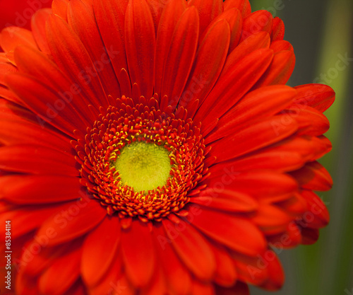 red gerbera flower macro