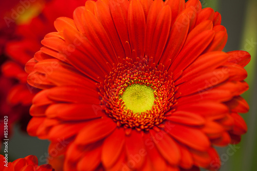 red gerbera flower macro