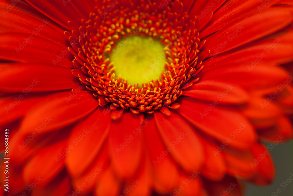 red gerbera flower macro red gerbera flower macro