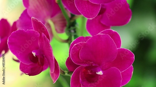 Close-up of Pink Orchid  photo