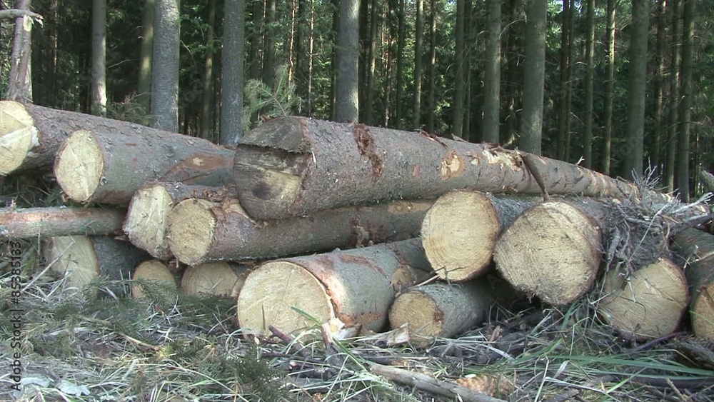 Extracted logs in the forest. Slider shot. Extracted logs in the forest. Slider shot.