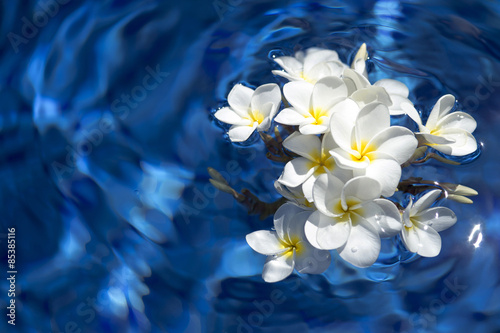 frangipani spa flowers over shiny water background-17