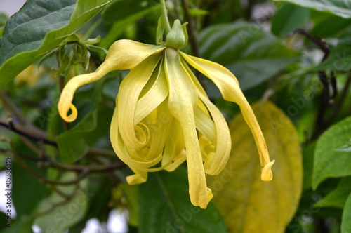 Dwarf ylang ylang flower, Cananga odorata var. fruticosa, Central of Thailand