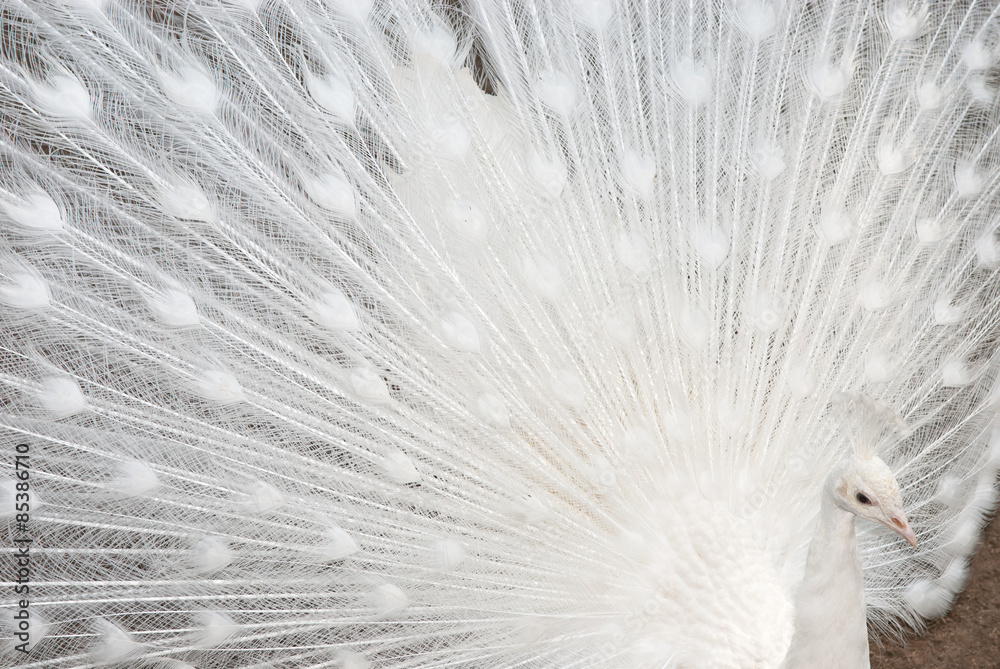 Obraz premium White peacock