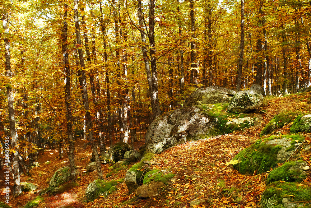 autumn chestnut forest