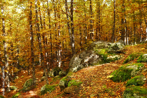 autumn chestnut forest © MIGUEL GARCIA SAAVED