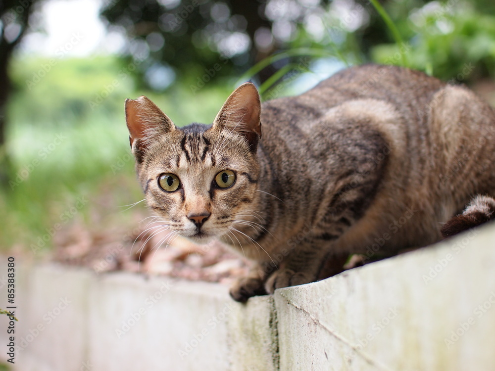 Obraz premium 公園の野良猫