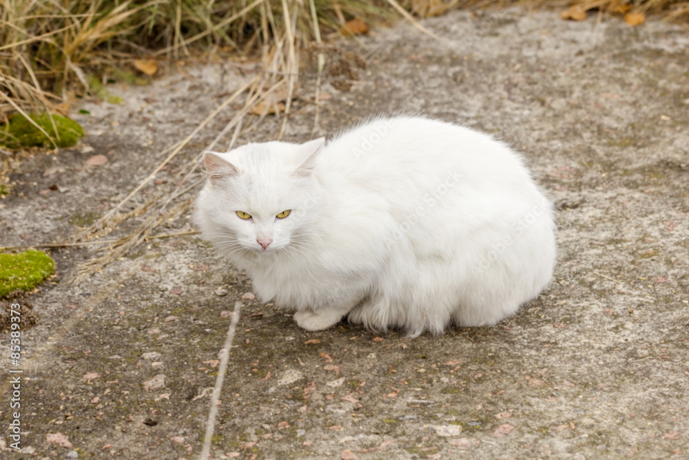 White homeless cat on trail White homeless cat on trail