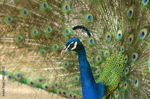 Indian peacock displays vibrant and colorful feathers