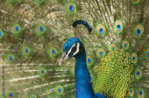 Indian peacock displays vibrant and colorful feathers