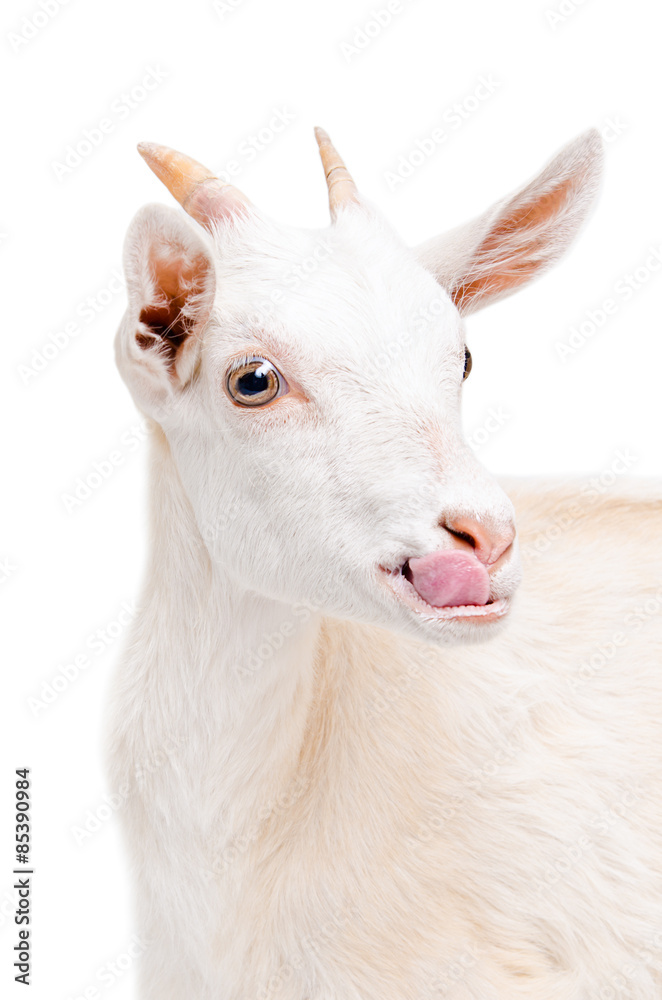 Portrait of a white young goat showing tongue