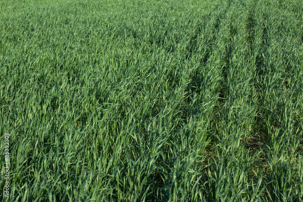Image of wheat sprouts Image of wheat sprouts