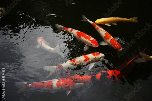 Japan, Koi, fish, water, color