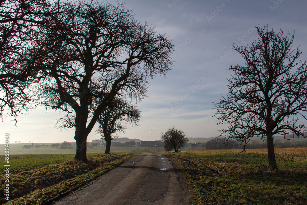 Rural landscape / Summer landscape with trees along the road Rural landscape / Summer landscape with trees along the road