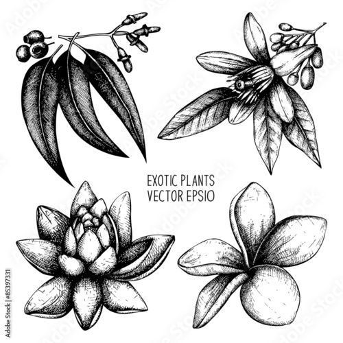 Exotic plants vector collection