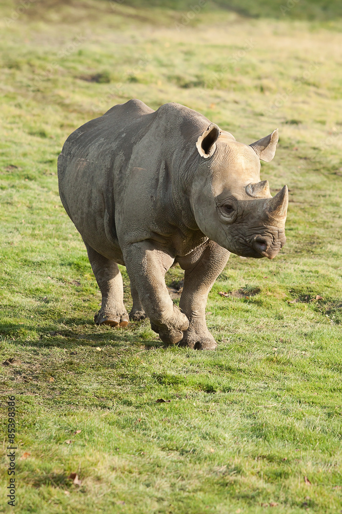 Fototapeta premium Black Rhino 10280