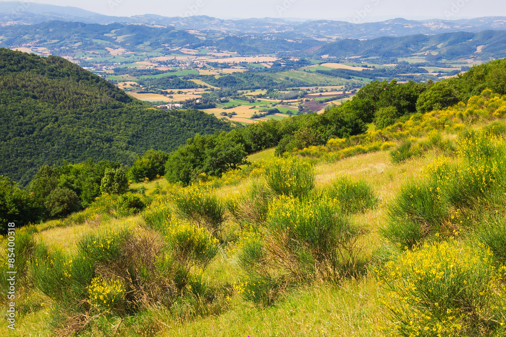 Vista panoramica con ginestre dal Monte Cucco Vista panoramica con ginestre dal Monte Cucco