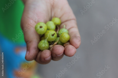 Gooseberries in the children's palm. Child holds in the palm green gooseberries.