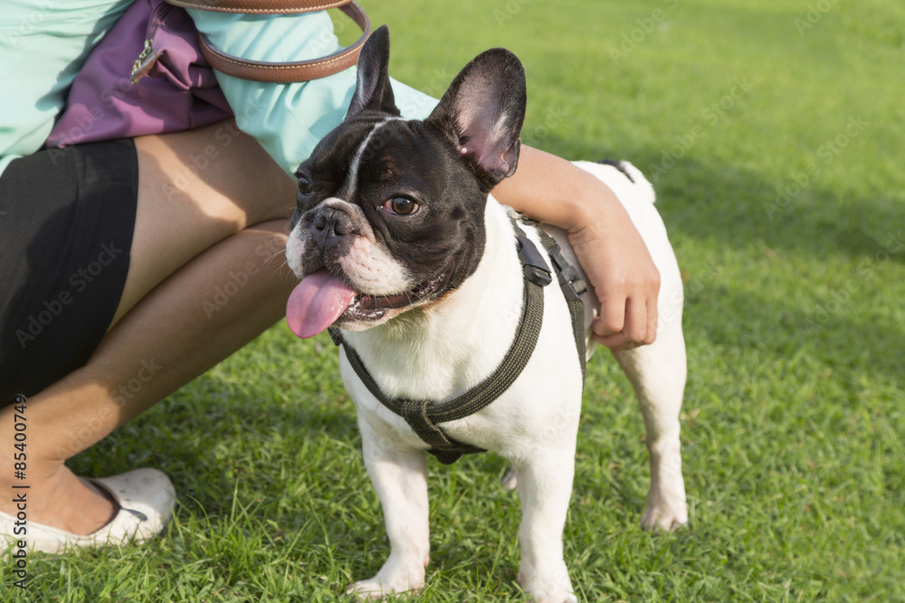 a little cute French bulldog in the park