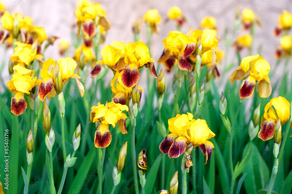 Iiris flowers Iiris flowers