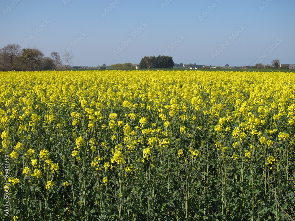 Flower of rape