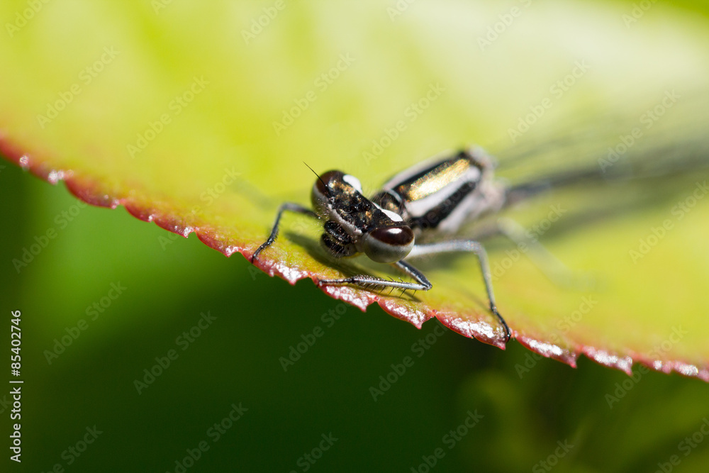 Naklejka premium Closeup of dragonfly on leaf