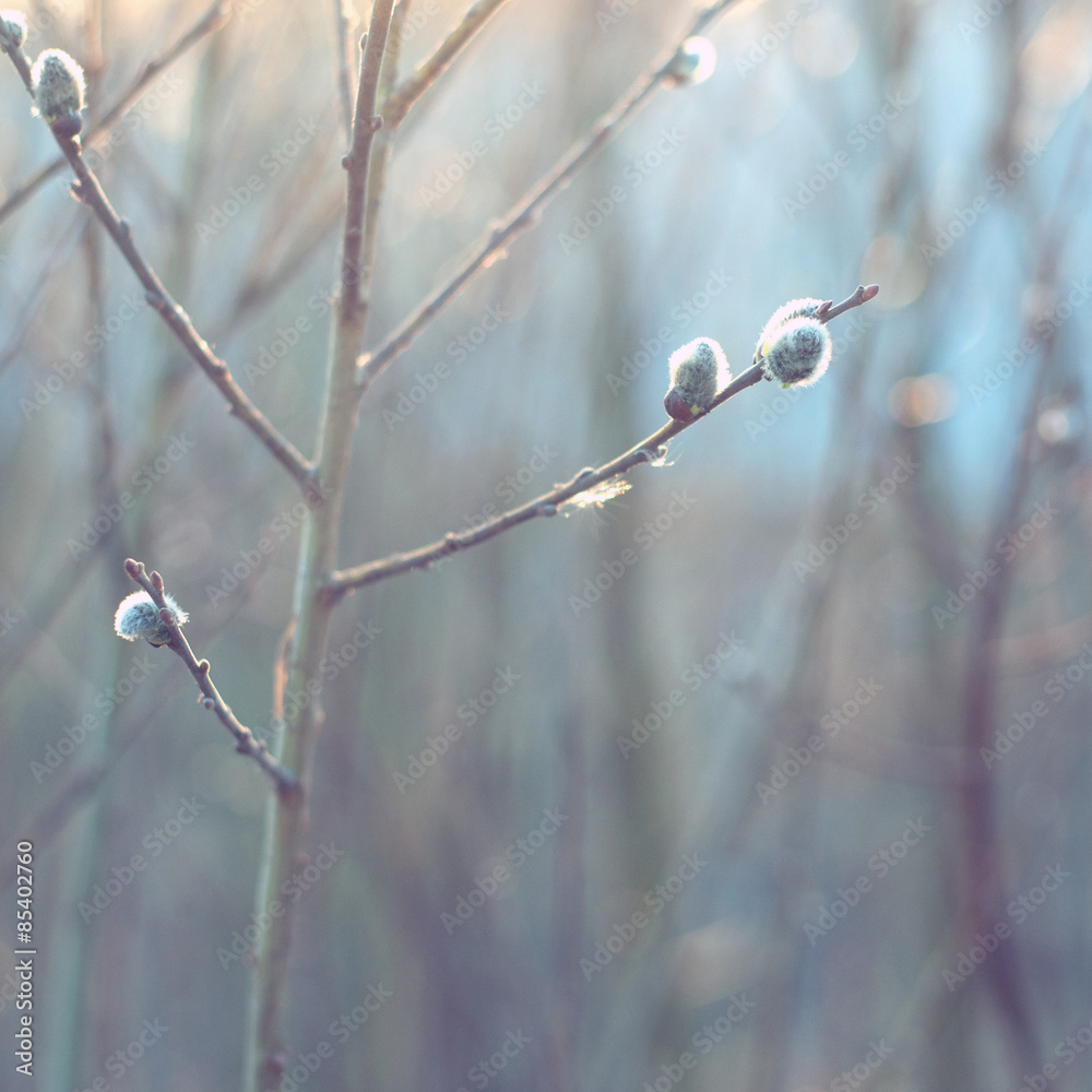 Springtime. soft focus, blur background, Springtime. soft focus, blur background,