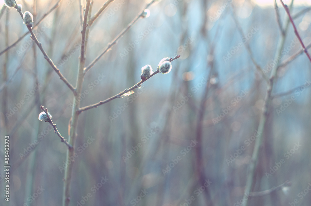 Springtime. soft focus, blur background, Willow branch with catkins. Springtime. soft focus, blur background, Willow branch with catkins.