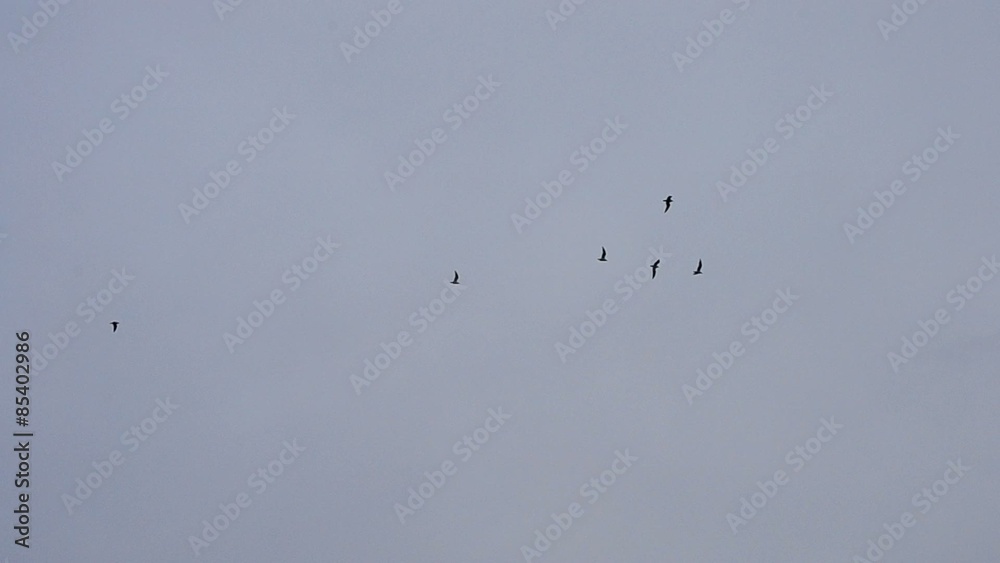 Birds fly on background of grey sky in overcast weather Birds fly on background of grey sky in overcast weather