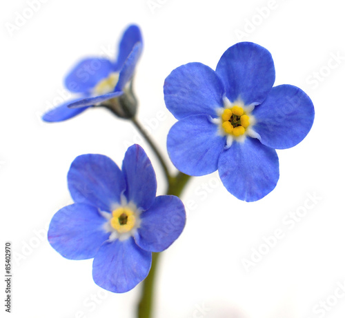 Forget-me-not Victoria Blue Flower Isolated on White