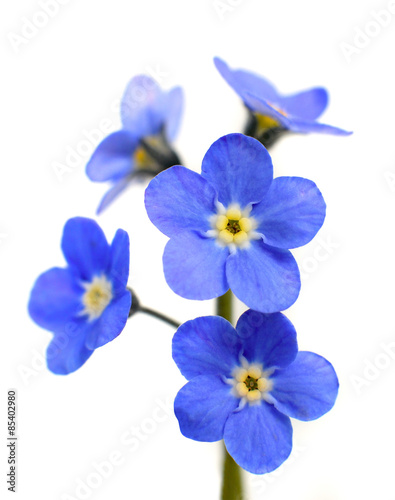 Fototapeta Naklejka Na Ścianę i Meble -  Forget-me-not Victoria Blue Flower Isolated on White