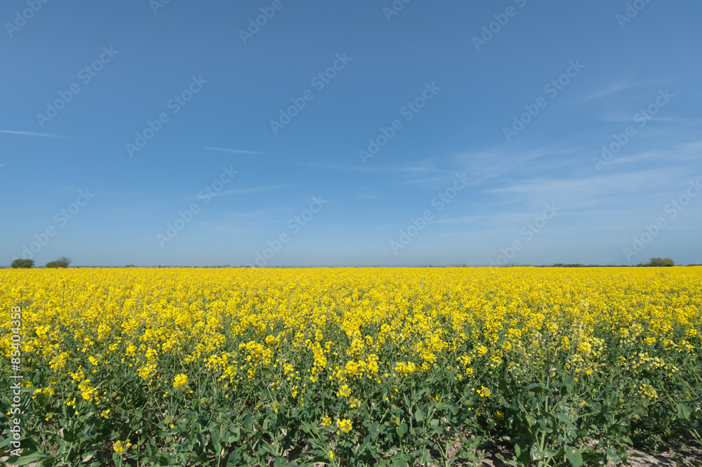 colorful rapeseed crop against blue sky