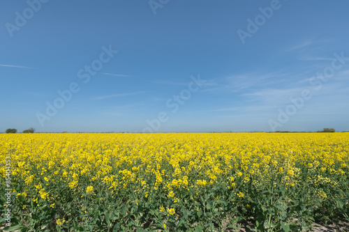 colorful rapeseed crop against blue sky